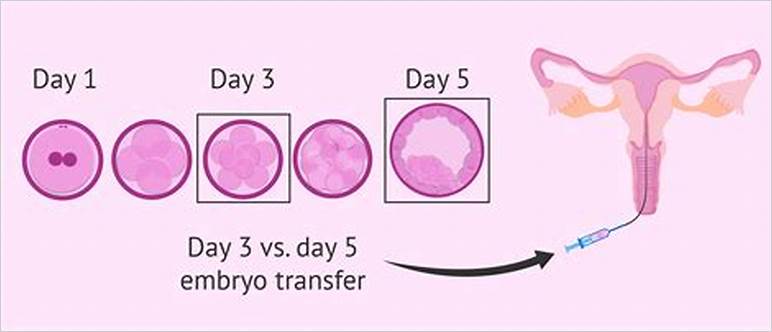 Mock embryo transfer timeline
